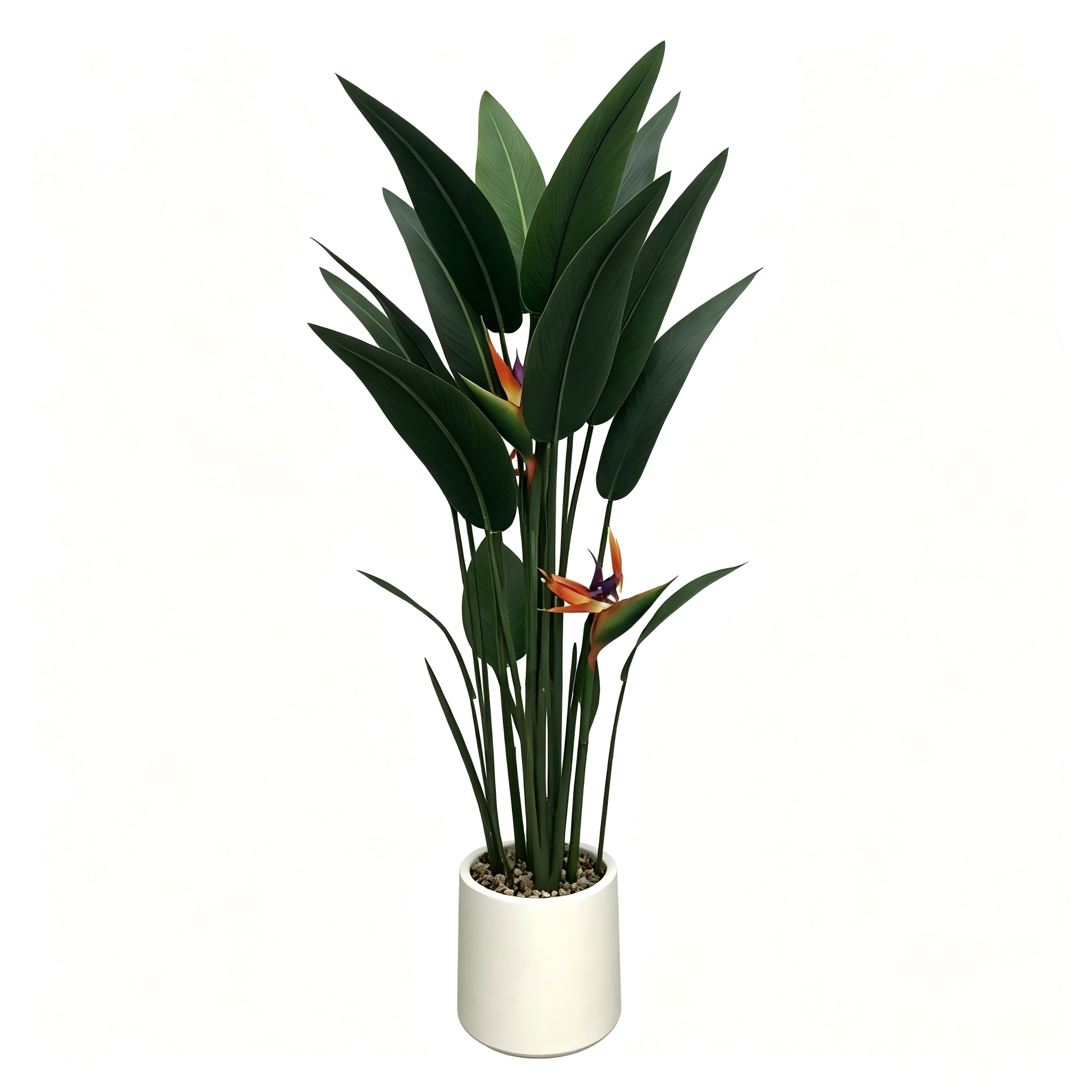 Bird of Paradise