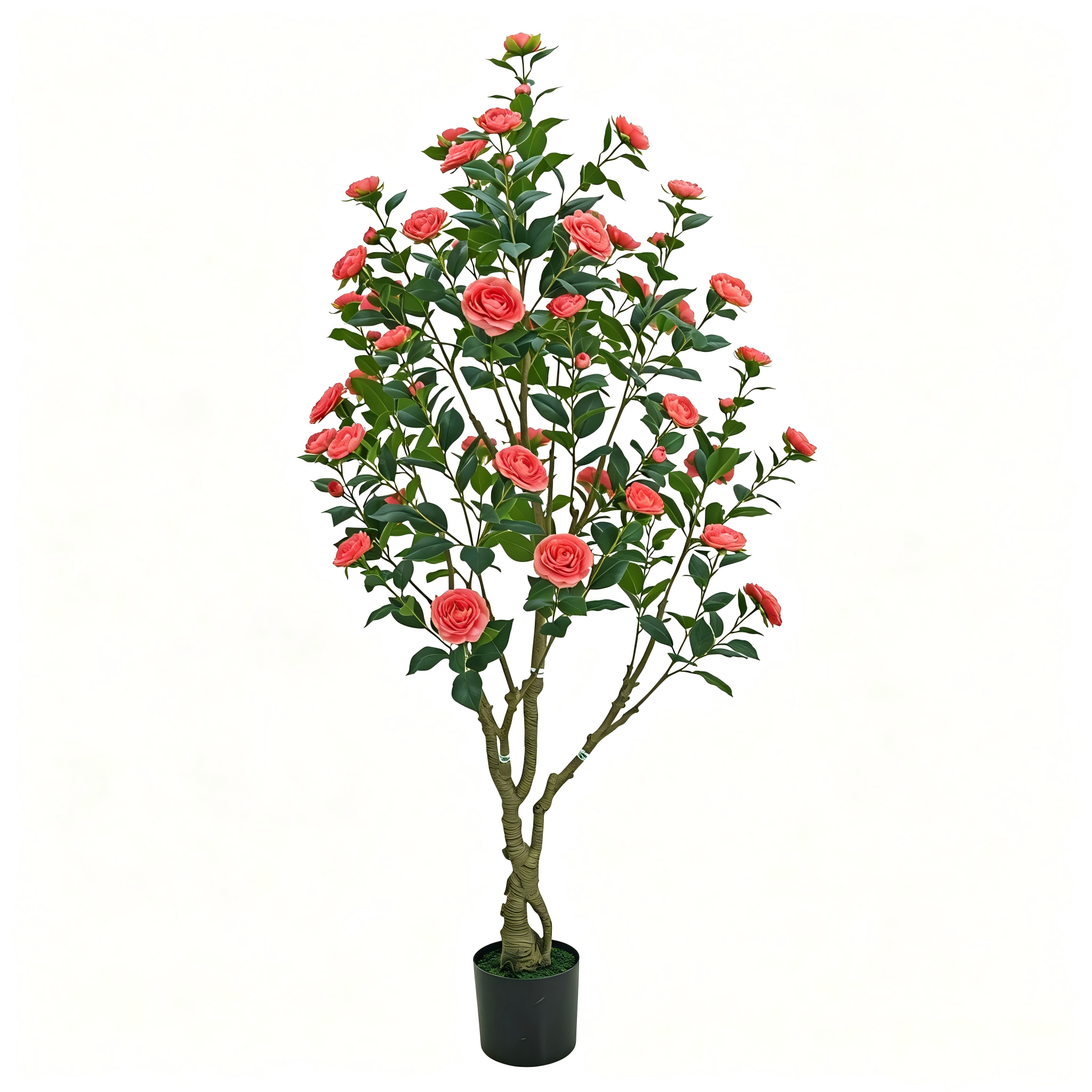 Camellia tree