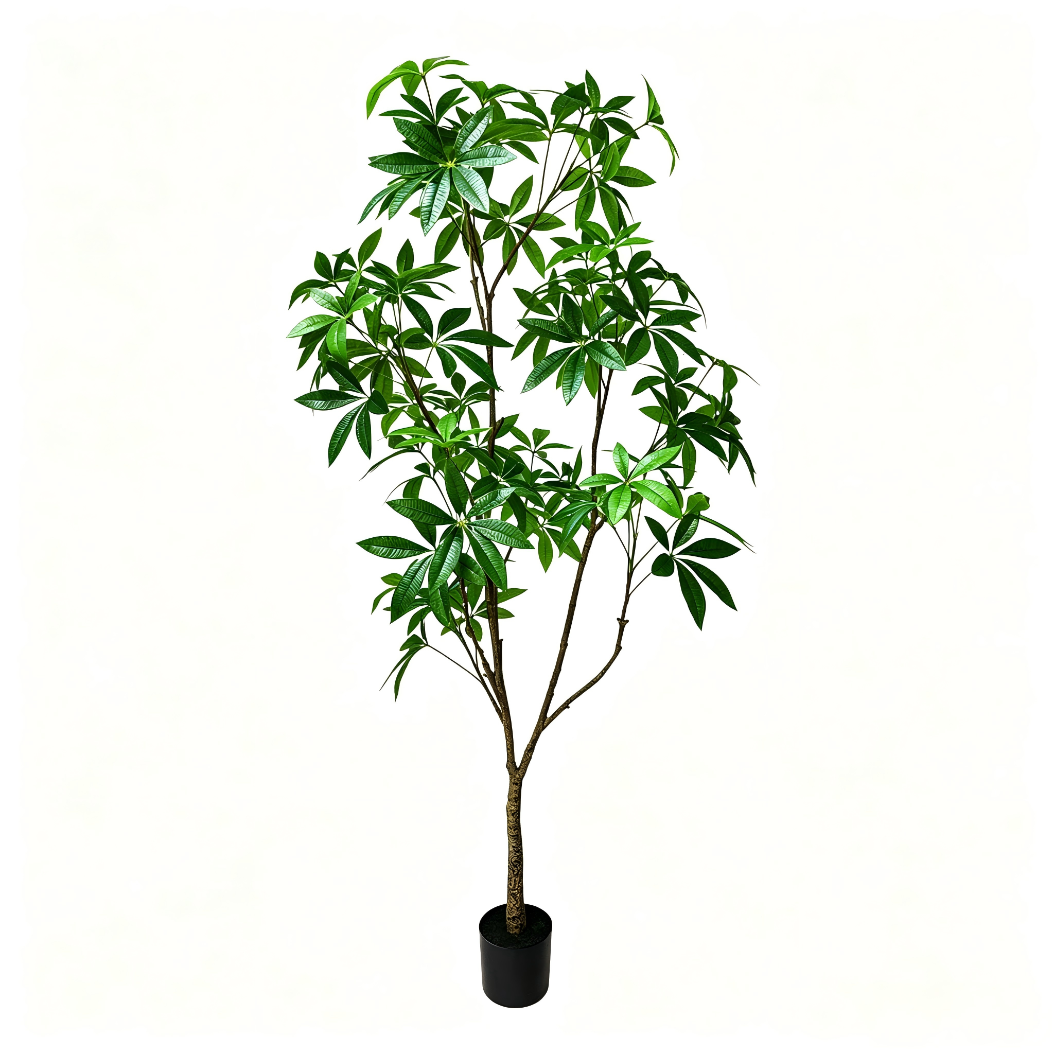 Money Tree 