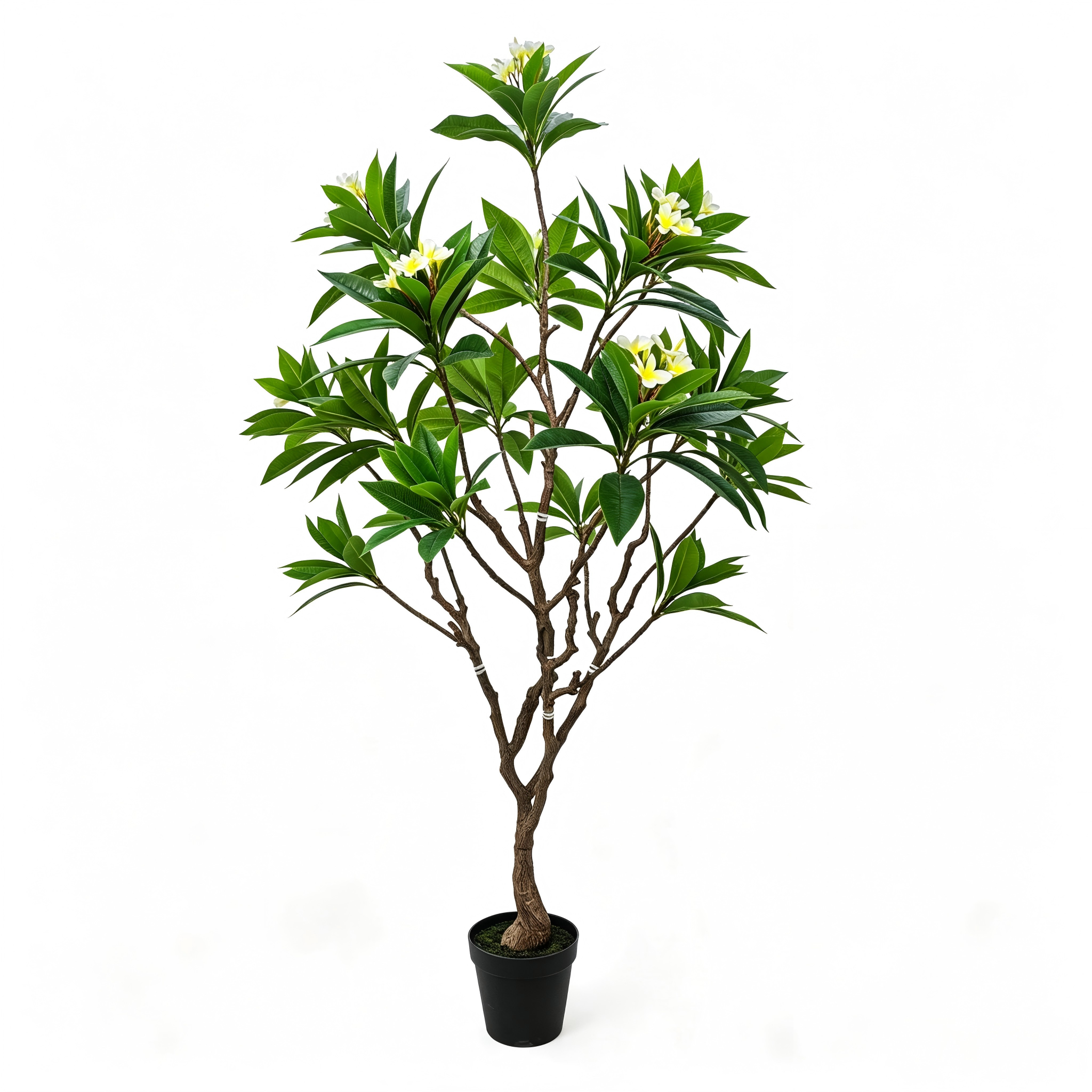 Frangipani Tree
