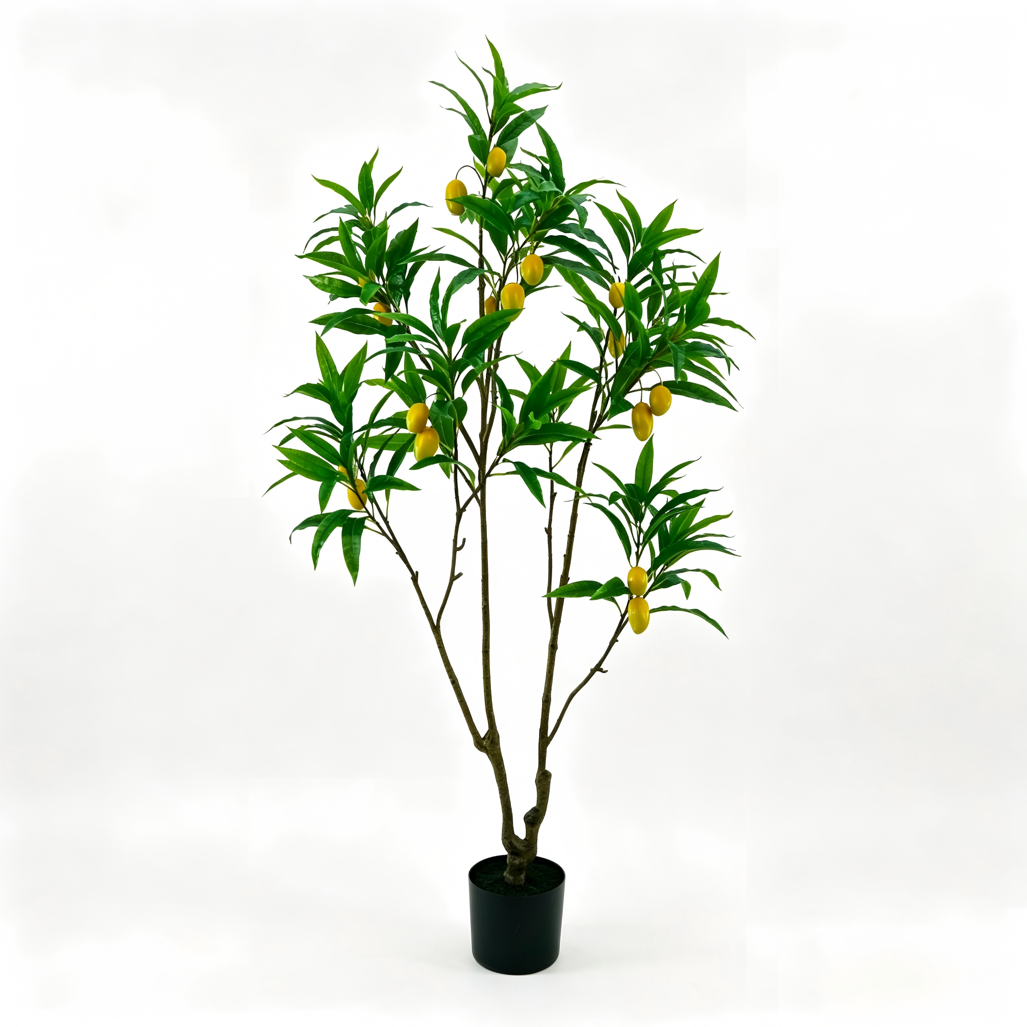 Mango Tree